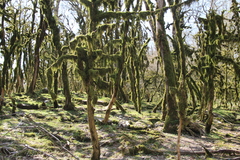 Buxus colchica