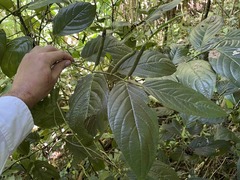 Piper glabrescens