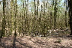 Buxus colchica