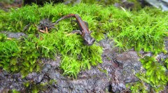 Pseudoeurycea gadovii