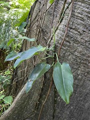 Philodendron consanguineum