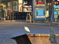 Bubulcus ibis