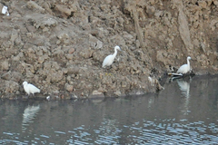 Egretta garzetta