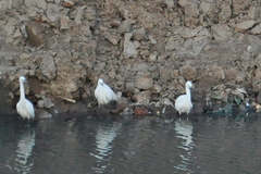 Egretta garzetta