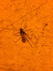 Hadenoecus subterraneus