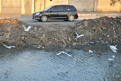 Egretta garzetta