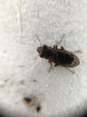 Notiophilus rufipes