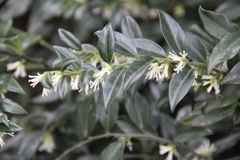 Sarcococca hookeriana digyna