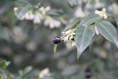 Sarcococca hookeriana digyna