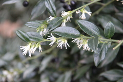 Sarcococca hookeriana digyna