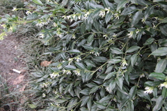 Sarcococca hookeriana digyna