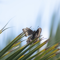 Battus polydamas psittacus