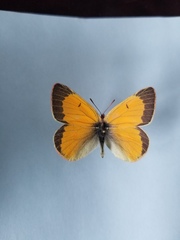 Colias hecla