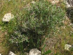 Sarcopoterium spinosum