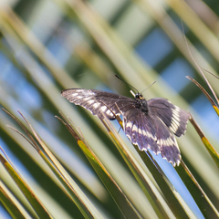 Battus polydamas psittacus