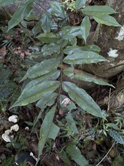 Andira inermis