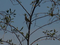 Phylloscopus bonelli