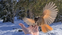 Siberian Jay photo 5