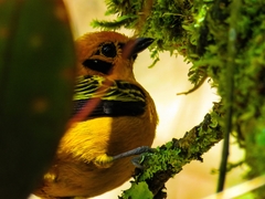 Tangara arthus