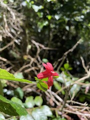 Ruellia coccinea