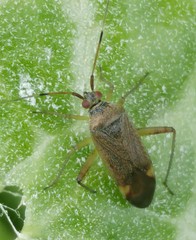 Closterotomus annulus