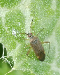 Closterotomus annulus