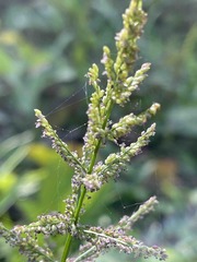 Steinchisma laxum