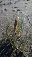 Poa macrantha