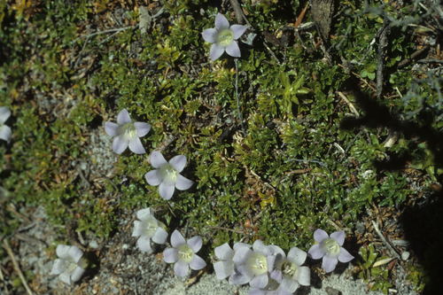 Image of Roella muscosa by (c) Tom Lloyd Evans, some rights reserved (CC BY-SA)