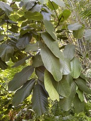 Ormosia krugii