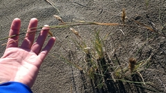 Poa macrantha