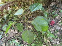 Alchornea latifolia
