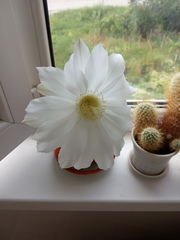 Echinopsis subdenudata