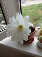 Echinopsis subdenudata