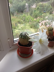 Echinopsis subdenudata