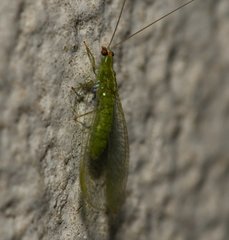 Chrysopodes collaris