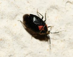 Deraeocoris sayi