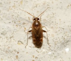 Hamatophylus guttulosus