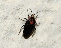 Deraeocoris sayi