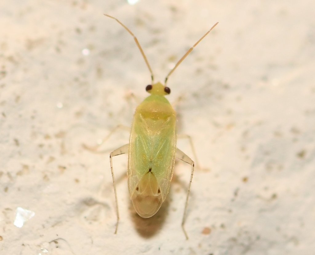 Americodema nigrolineatum