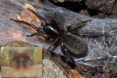 Inermocoelotes inermis