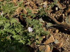 Sidalcea hickmanii anomala