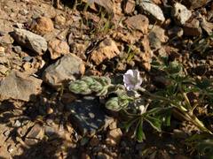Sidalcea hickmanii anomala