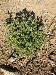 Sidalcea hickmanii anomala