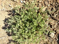 Sidalcea hickmanii anomala