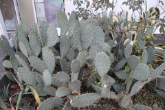 Opuntia discata