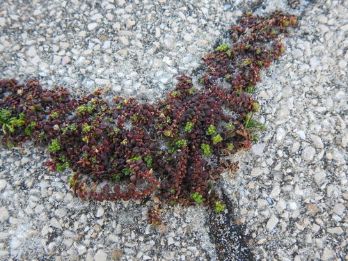 Herniaria ciliolata (Herniaria ciliolata)