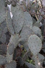 Opuntia discata