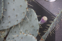 Opuntia discata