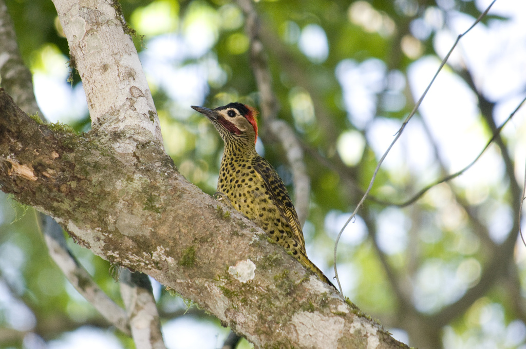 Colaptes melanochloros melanolaimus